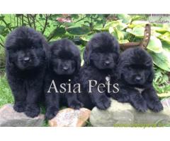 Newfoundland puppy  for sale in Lucknow Best Price