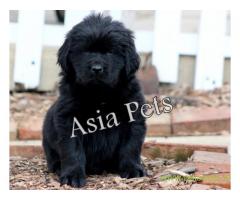 Newfoundland puppy  for sale in Nagpur Best Price