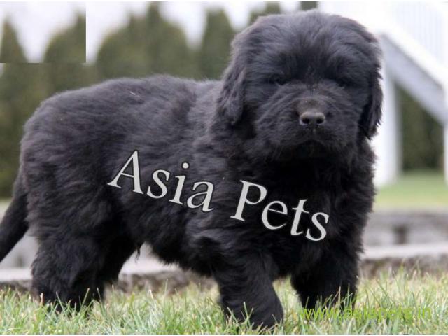 Newfoundland puppy  for sale in patna Best Price
