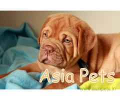 French Mastiff puppy  for sale in indore Best Price