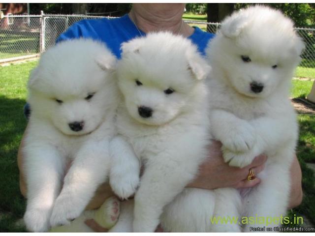 Samoyed puppy for sale in  vizag low price