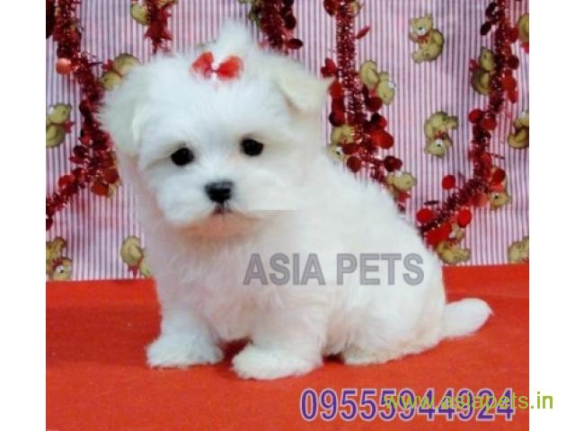 Maltese puppy for sale in Chandigarh at best price