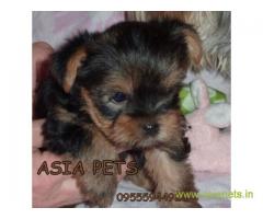Tea Cup Yorkshire Terrier puppy sale in Ranchi price