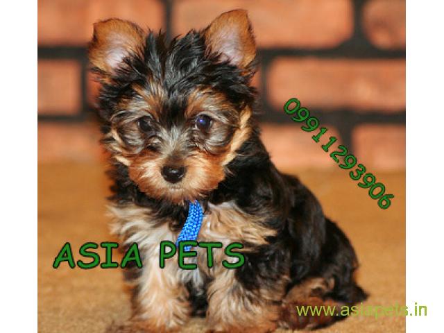 Tea Cup Yorkshire Terrier puppy sale in pune price