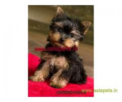Tea Cup Yorkshire Terrier puppy sale in vizag price
