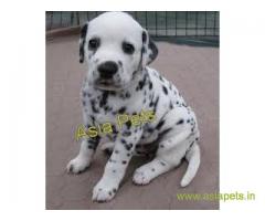 Dalmatian puppy sale in Jodhpur price