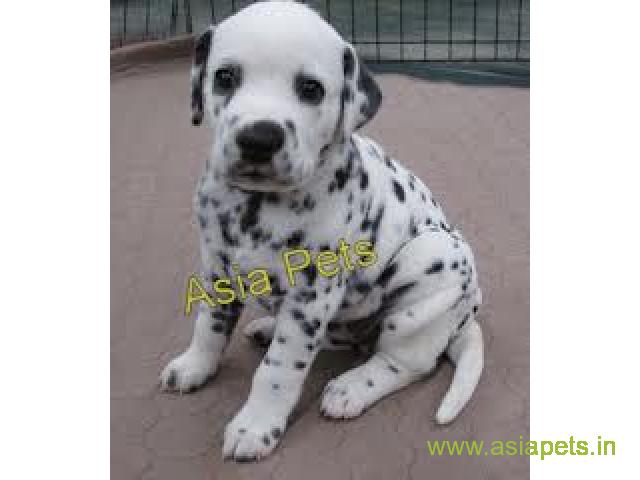 Dalmatian puppy sale in Mumbai price