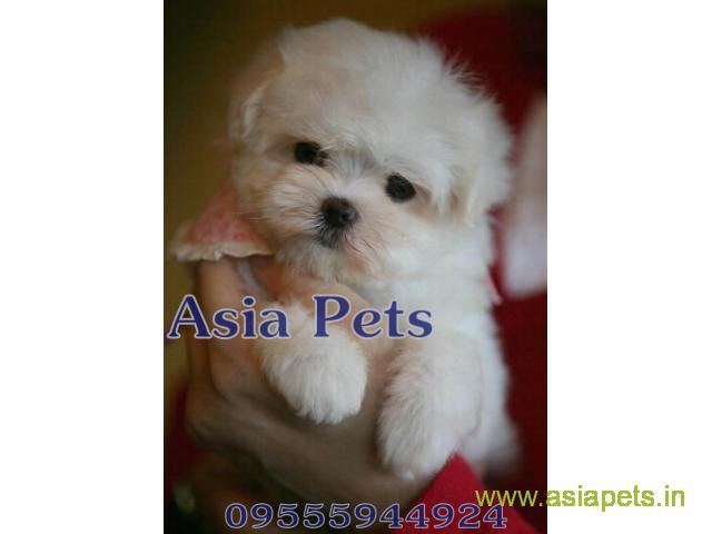 Tea Cup maltese puppy sale in Ghaziabad price