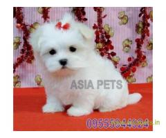 Tea Cup maltese puppy sale in Lucknow price