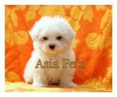 Tea Cup maltese puppy sale in Kolkata price