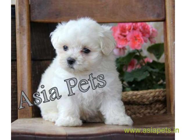 Tea Cup maltese puppy sale in secunderabad price
