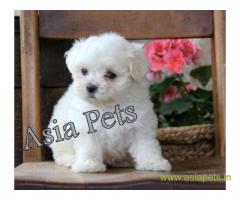 Tea Cup maltese puppy sale in pune price