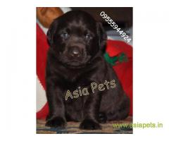 Chocolate labrador pups for sale in delhi best price