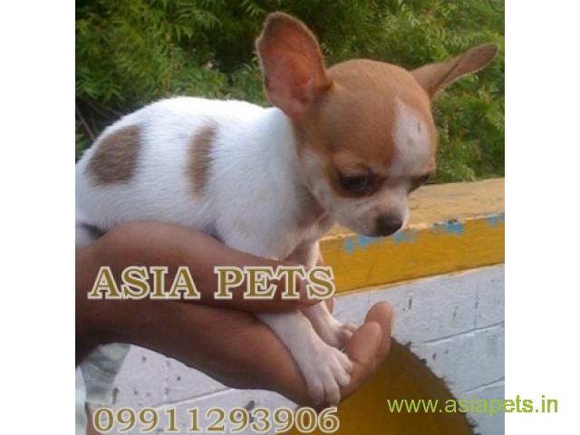 Tea Cup Chihuahua puppy sale in Kanpur price