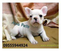 French bulldog puppy for sale in Kanpur best price