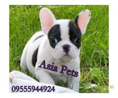 French bulldog puppy for sale in rajkot  best price