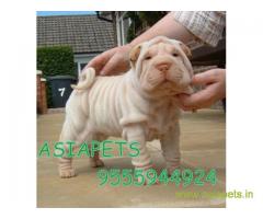 Shar pei puppy  for sale in indore Best Price