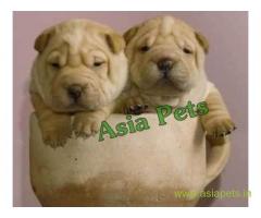 Shar pei puppy  for sale in Kolkata Best Price