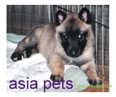 Belgian shepherd puppy  for sale in Chennai Best Price