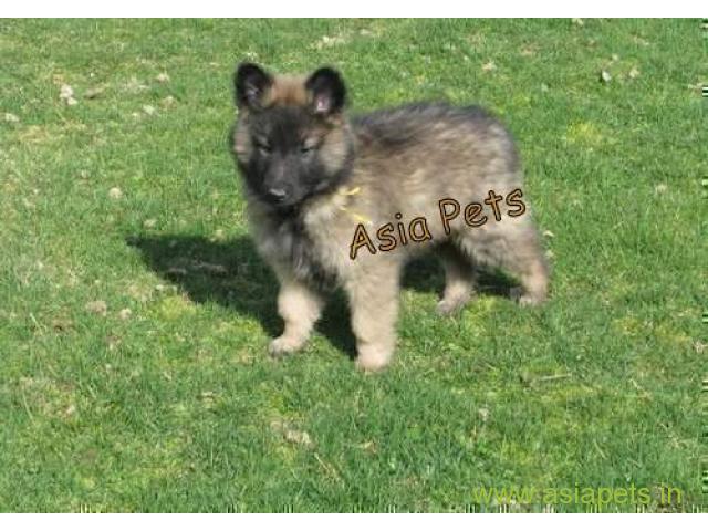 Belgian shepherd puppy  for sale in Nashik Best Price