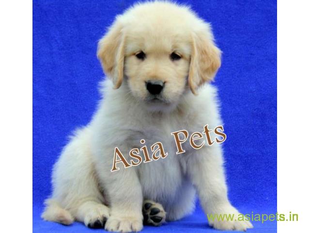 Golden retriever puppy for sale in Gurgaon Best Price