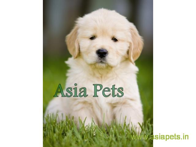 Golden retriever puppy  for sale in Lucknow Best Price