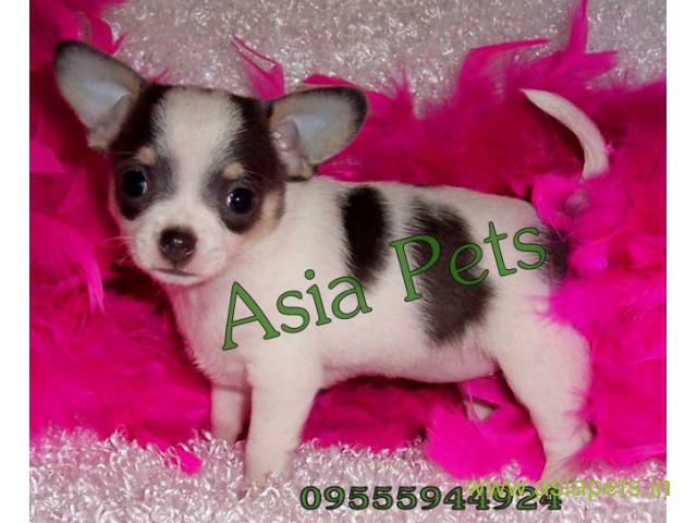 Chihuahua puppies for sale in Bangalore on Best Price Asiapets