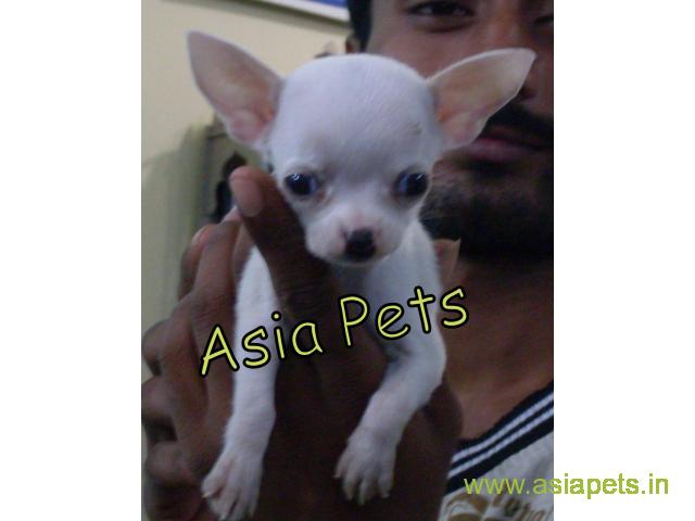 Chihuahua puppies  for sale in kochi on Best Price Asiapets
