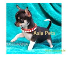Chihuahua puppies  for sale in Lucknow on Best Price Asiapets
