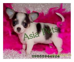 Chihuahua puppies  for sale in Madurai on Best Price Asiapets