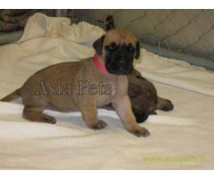 great dane puppies for sale in Jaipur on best price asiapets