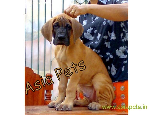 great dane puppies for sale in  Hyderabad on best price asiapets