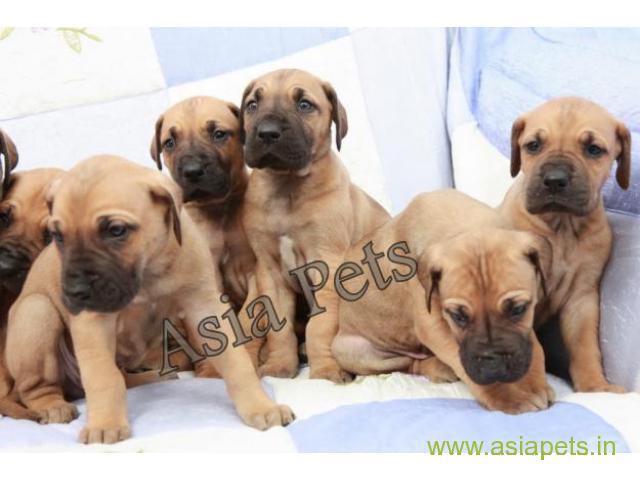 great dane puppies for sale in rajkot  on best price asiapets
