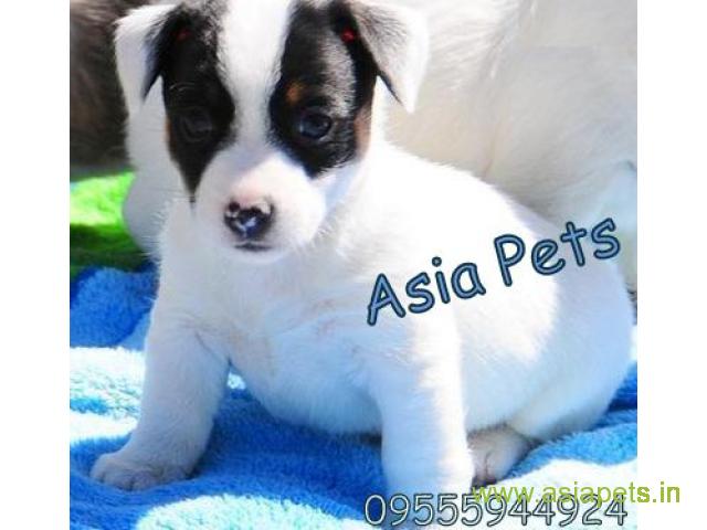 Jack russell terrier puppies  for sale in Nashik on Best Price Asiapets