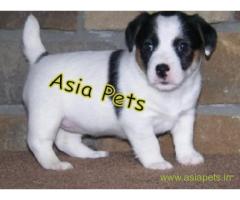 Jack russell terrier puppies  for sale in pune on Best Price Asiapets