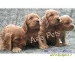 American Cocker spaniel puppies  for sale in Agra on Best Price Asiapets