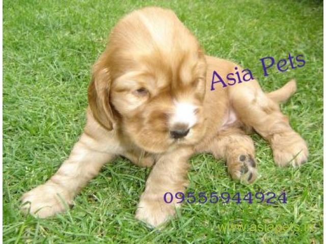 American Cocker spaniel puppies  for sale in Chennai on Best Price Asiapets