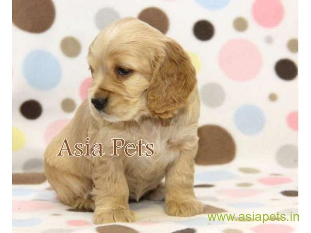 American Cocker spaniel puppies  for sale in Coimbatore on Best Price Asiapets