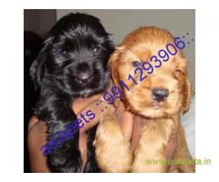 American Cocker spaniel puppies  for sale in Faridabad on Best Price Asiapets