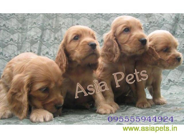 American Cocker spaniel puppies  for sale in Hyderabad on Best Price Asiapets