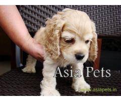 American Cocker spaniel puppies  for sale in Jodhpur on Best Price Asiapets