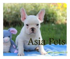 french bulldog puppies for sale in Delhi on best price asiapets