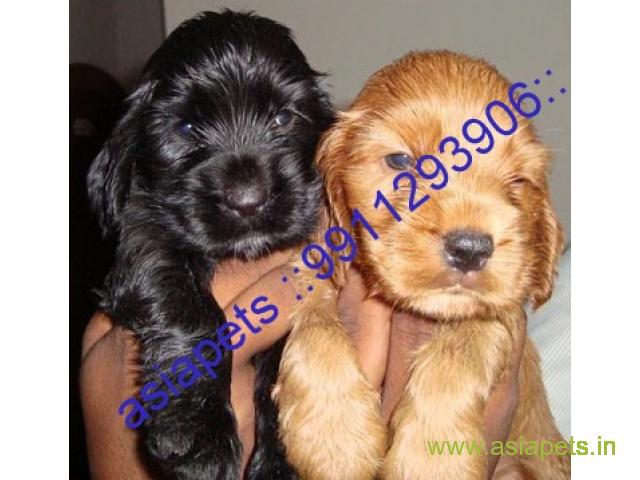 American Cocker spaniel puppies  for sale in kochi on Best Price Asiapets
