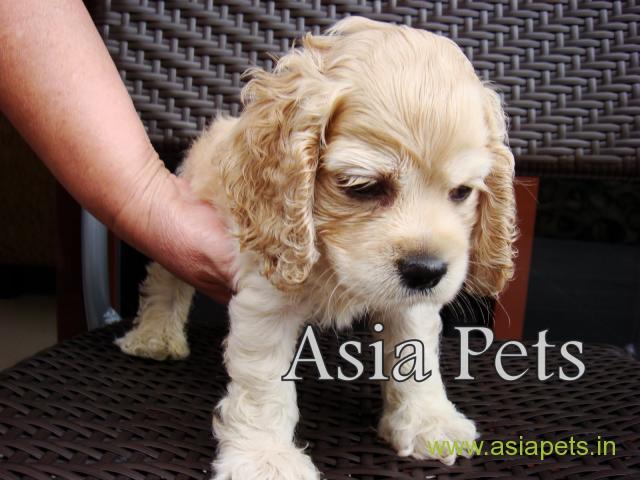 American Cocker spaniel puppies  for sale in patna on Best Price Asiapets