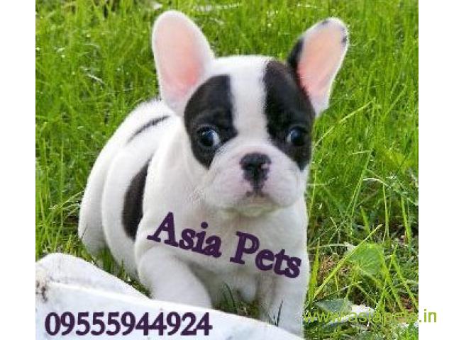 french bulldog puppies for sale in Nashik on best price asiapets