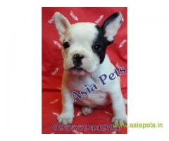 french bulldog puppies for sale in indore on best price asiapets