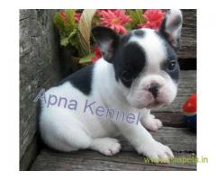 French bulldog puppies  for sale in pune on Best Price Asiapets