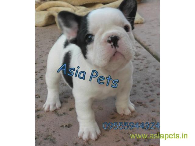 French bulldog puppies  for sale in surat on Best Price Asiapets