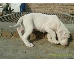 Pakistani bully puppies  for sale in Bangalore on Best Price Asiapets