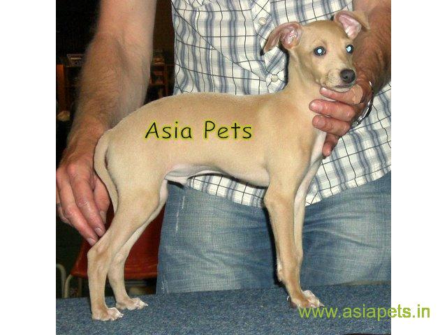 Grey hound puppies for sale in Faridabad on best price asiapets
